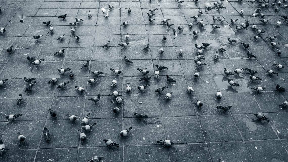 Faire fuir les pigeons : les astuces de mamie