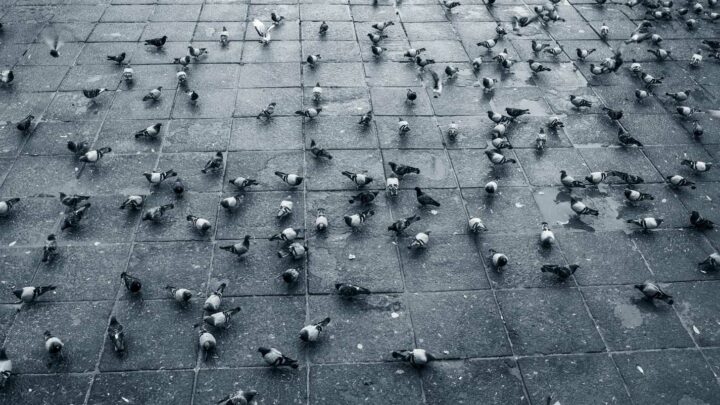 Faire fuir les pigeons : les astuces de mamie