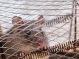 5 solutions radicales pour se débarrasser des rats !