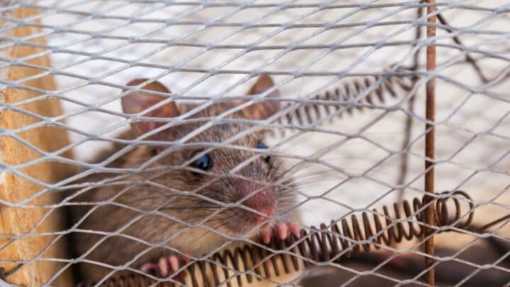 5 solutions radicales pour se débarrasser des rats !