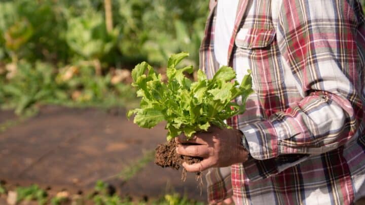 Calendrier du jardinage mois par mois : Tous nos conseils pour réussir votre jardin