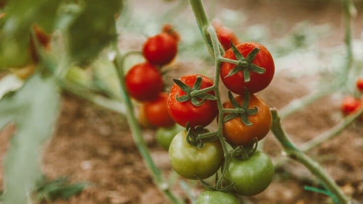 Conseils de saison pour un potager printanier réussi