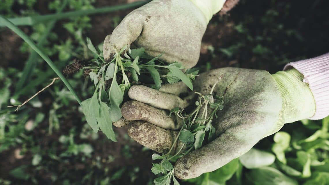 Désherber naturellement son jardin : les 24 meilleures astuces et recettes