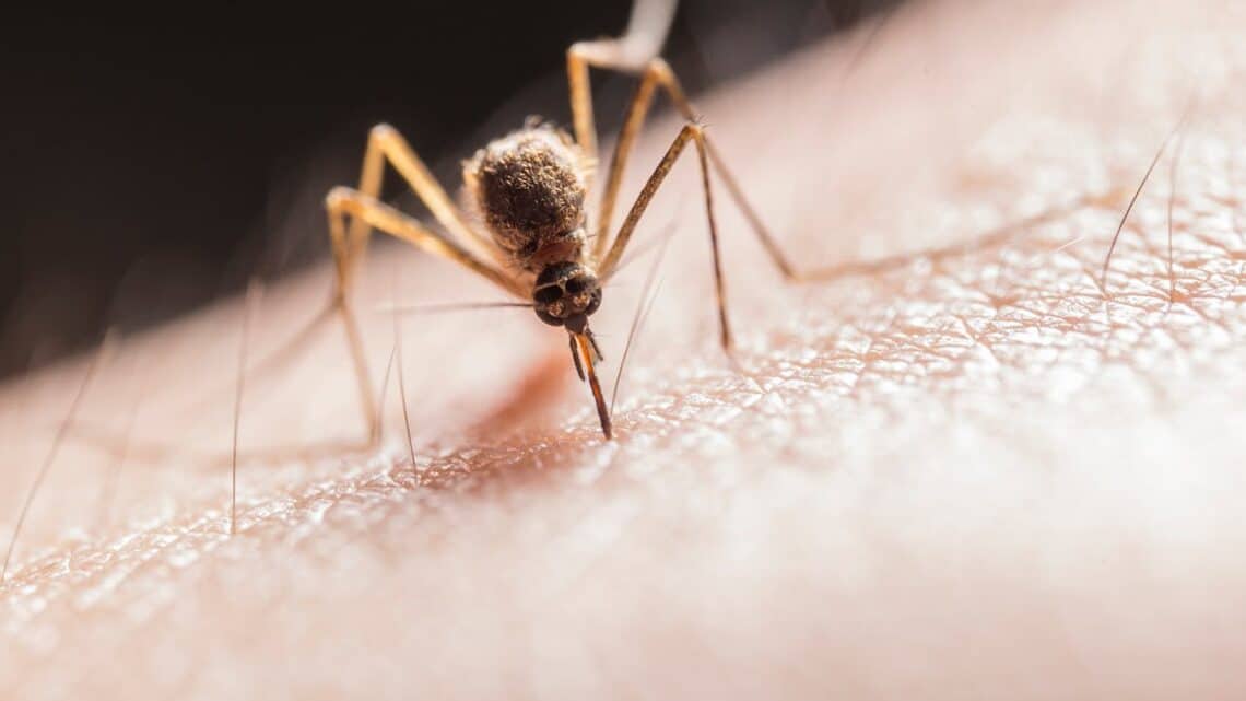 Comment se protéger des piqûres de moustiques ?