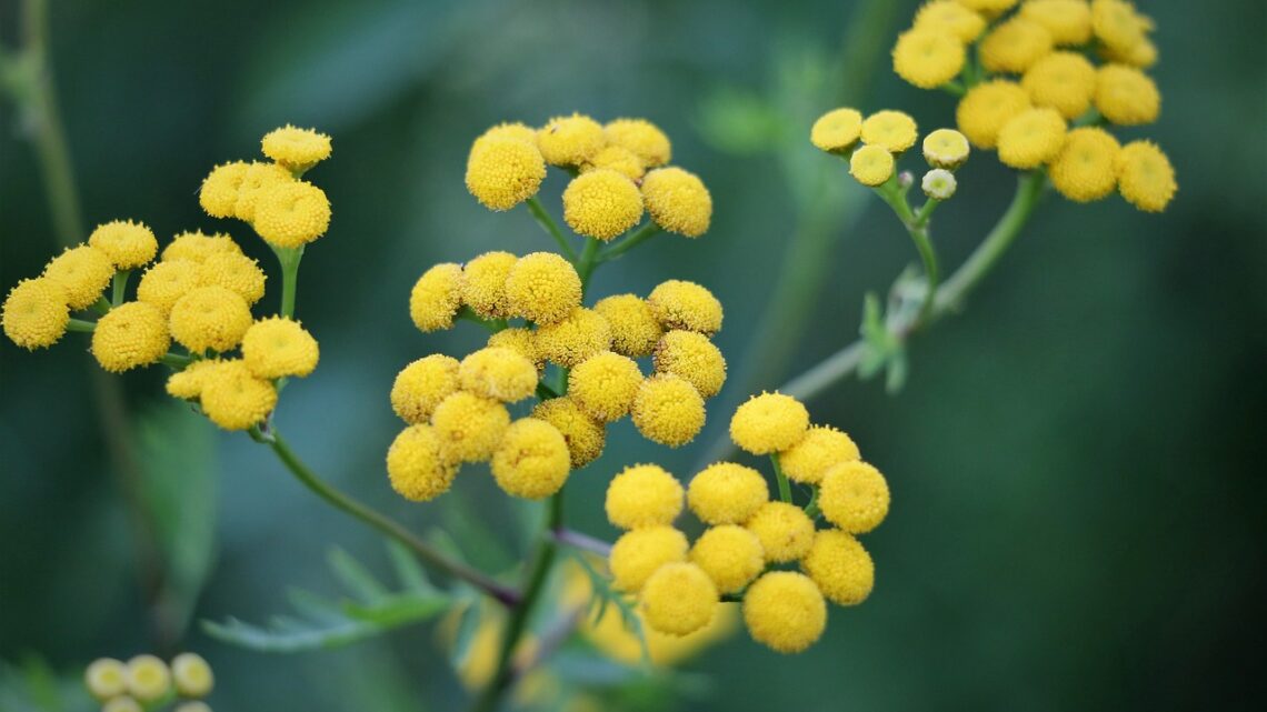 L’immortelle de Corse : l’ingrédient pour une peau éclatante