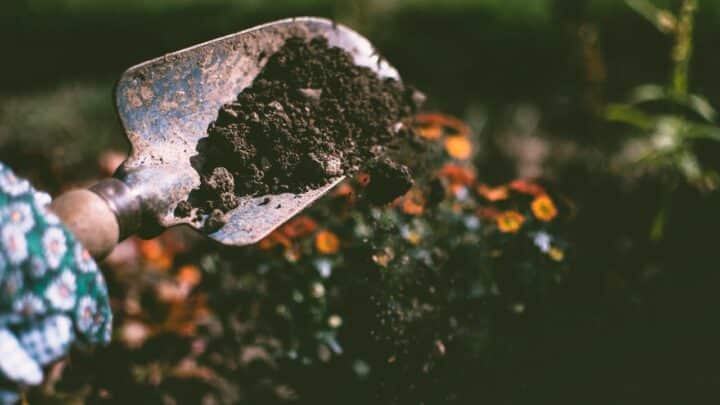 Le Calendrier du Jardin : Guide Mensuel pour un Jardin Épanoui