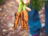 calendrier du potager