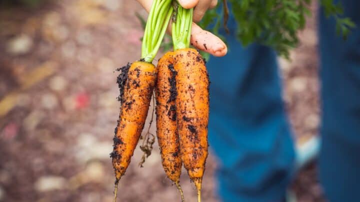 Le calendrier du potager : mois par mois pour un jardin généreux !