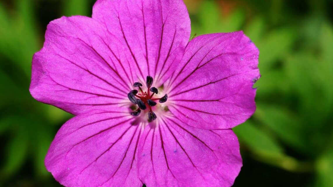 Tout savoir sur l’entretien d’un géranium